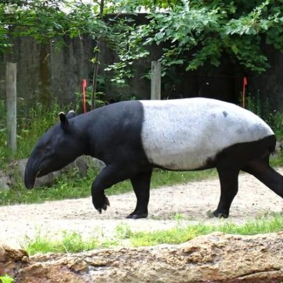 Imagens antigas de armadilhas revelam tapirs da Tailândia