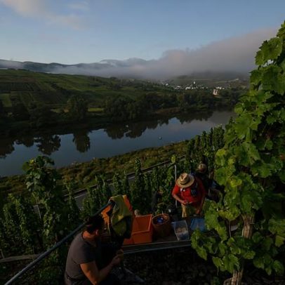 Quiz sobre vinho Riesling avalia conhecimentos dos leitores