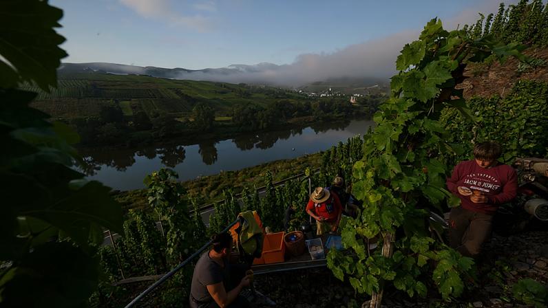 Riesling harvest at Franken winery in September 2025, on the steep slopes above the Mosel river, near to Bremm in Germany.