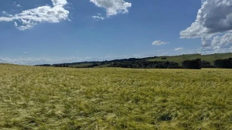 Produção de cevada no Rio Grande do Sul, com variedade ABI Valente
