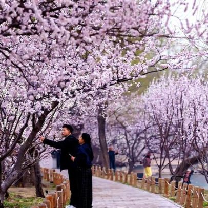 Flores da primavera se revelam de Tóquio a México em fotos