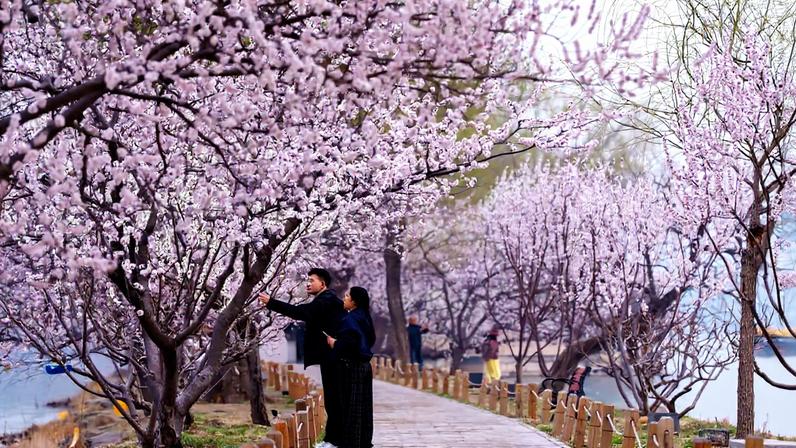 Flores da primavera se revelam de Tóquio a México em fotos