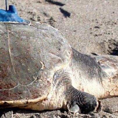 Tartaruga Kemp's Ridley de três membros é monitorada por satélite
