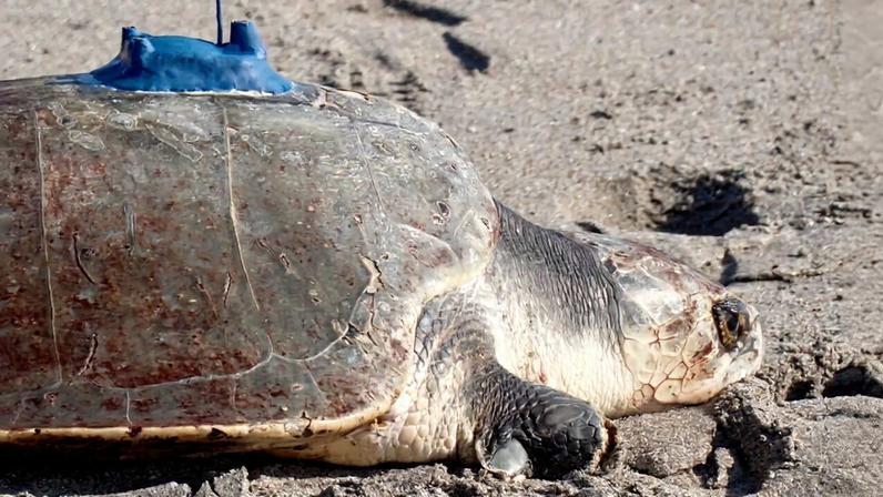 Tartaruga Kemp's Ridley de três membros é monitorada por satélite