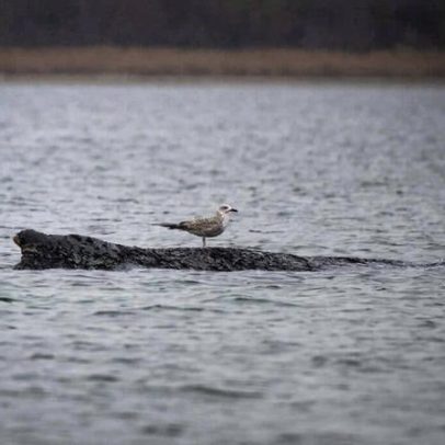 Baleia encalhada no Báltico alemão enfraquece; retorno ao Atlântico é improvável