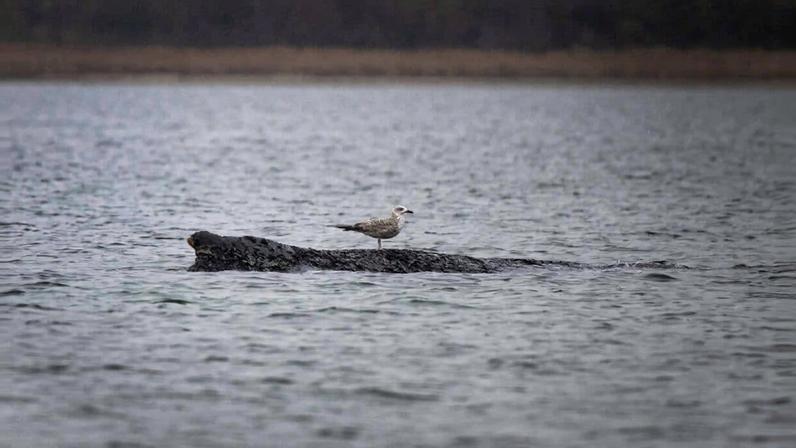 Baleia encalhada no Báltico alemão enfraquece; retorno ao Atlântico é improvável