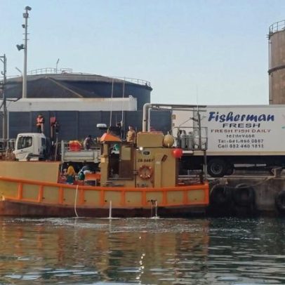 Investigação de licenças na pesca de tubarões na África do Sul ainda em apuração