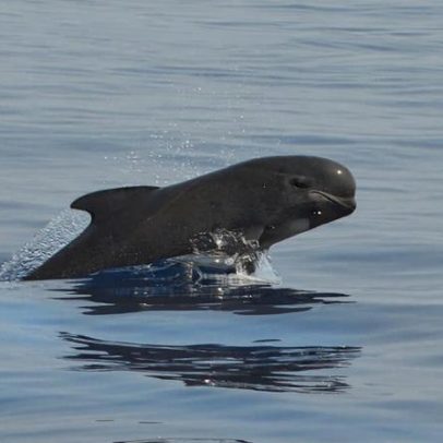 Encalhe maciço de baleias-piloto na Indonésia levanta questões sobre oceanos