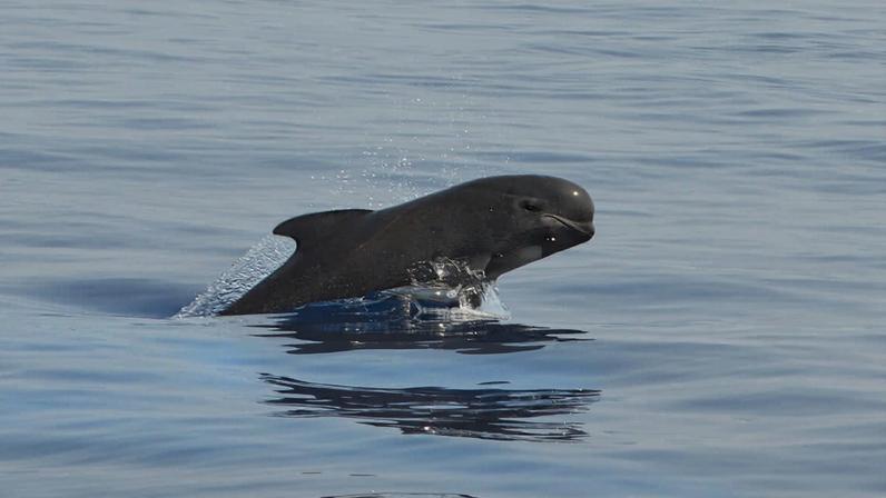 Encalhe maciço de baleias-piloto na Indonésia levanta questões sobre oceanos