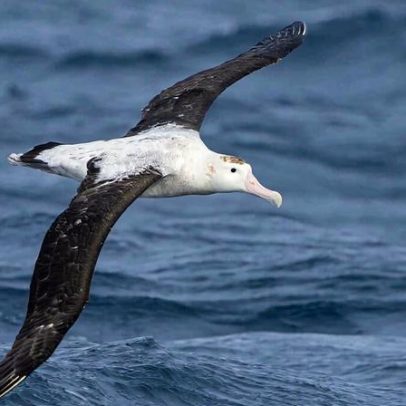 Rotas de migração marinha podem guiar conservação de aves marinhas