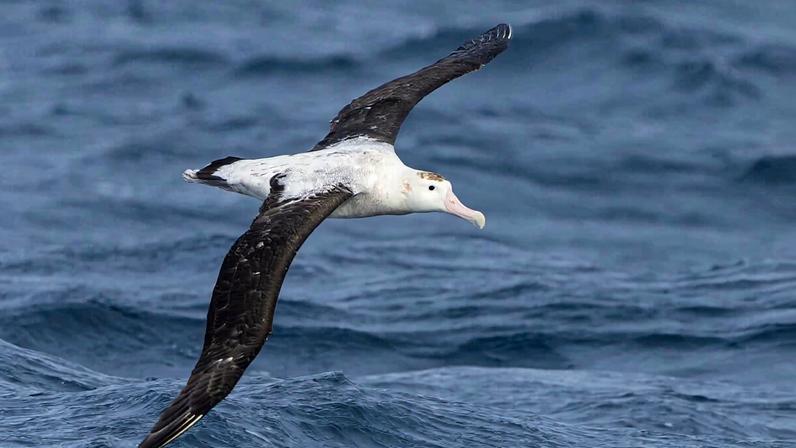 Rotas de migração marinha podem guiar conservação de aves marinhas