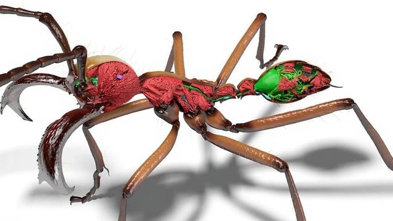 Cientistas usam escaneamento 3D rápido para mapear 800 espécies de formigas