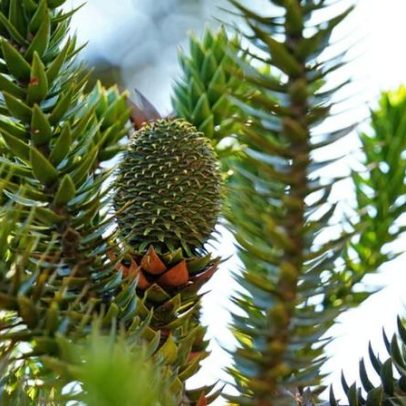 Restauração da Mata Atlântica pode depender do mercado de plantas nativas