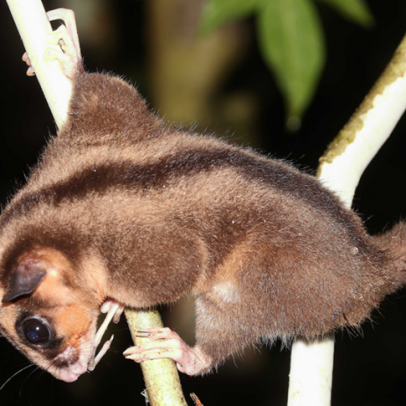 Dois marsupiais vivos encontrados em Papua Indonésia após 6 mil anos