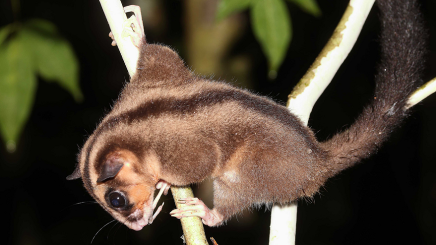 Dois marsupiais vivos encontrados em Papua Indonésia após 6 mil anos