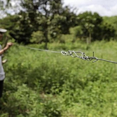 Choques elétricos, conflitos e caça marcam início sombrio do ano para elefantes de Sumatra