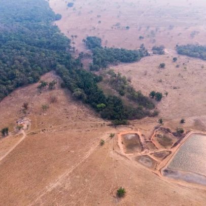 agropecuária regenerativa avança no Brasil, mas desmatamento persiste