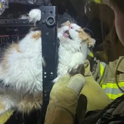 Gato é resgatado após ficar preso dentro de poltrona reclinável nos EUA