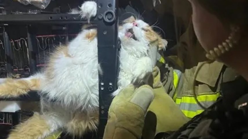 Gato é resgatado após ficar preso dentro de poltrona reclinável nos EUA