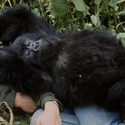 Documentário A História de um Gorila estreia em abril no streaming