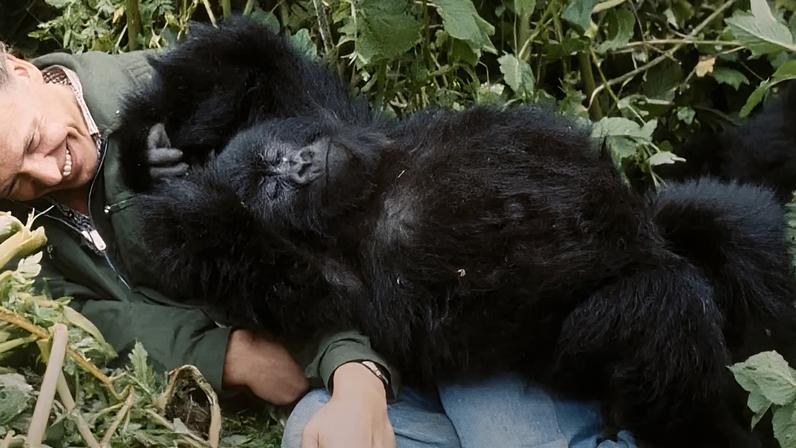 Documentário A História de um Gorila estreia em abril no streaming