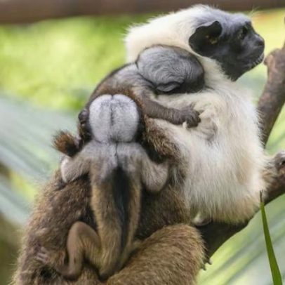 Primeiros filhotes de macaco ameaçado de extinção nascem no Zoológico de SP