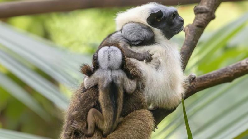 Macaco branco apoiado em um galho, com dois filhotes agarrados às suas costas. O adulto exibe a crista característica de pelos brancos na cabeça, enquanto os pequenos, de pelagem acinzentada, se mantêm próximos e protegidos.