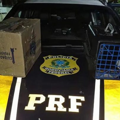 PRF prende três por transporte ilegal de animais silvestres na Via Dutra