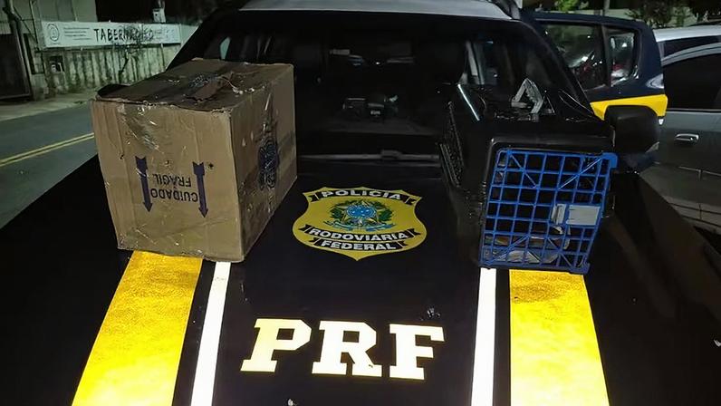 Animais estavam em caixa de papelão e em gaiola
