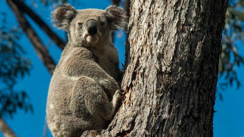 Koala crossing the road