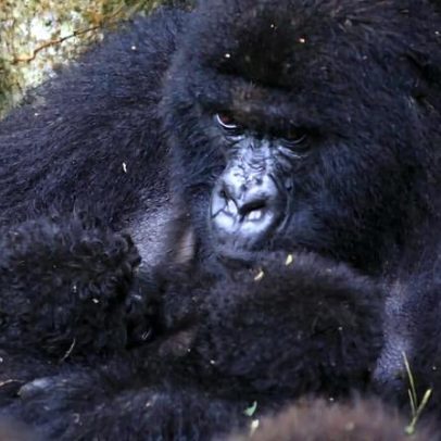 Segundo par de gêmeos de gorila-da-montanha nasce em Virunga, RDC