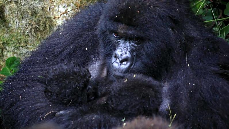 The newborn Baraka family twins. Image courtesy of Virunga National Park.