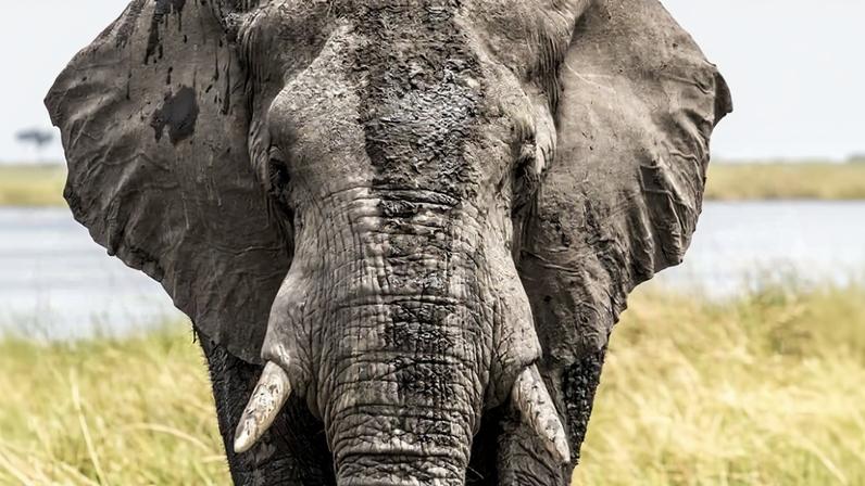 An elephant that has just wallowed in mud in the Linyanti River in northern Botswana. Image by Roger Borgelid for Mongabay.