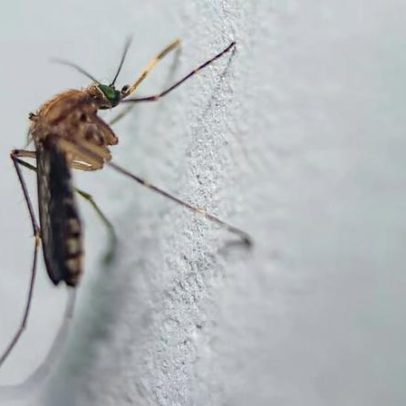 Oropouche no Brasil: casos podem estar muito acima dos registrados