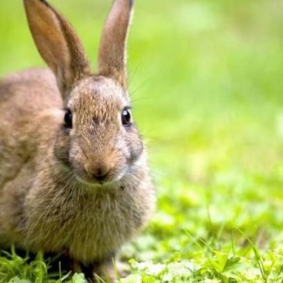 A visão dos coelhos e suas vantagens na natureza