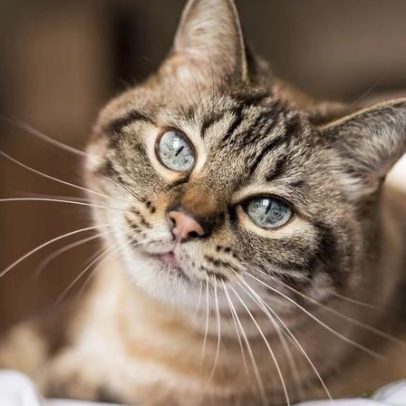 Manter o gato em casa pode prolongar sua vida, aponta estudo