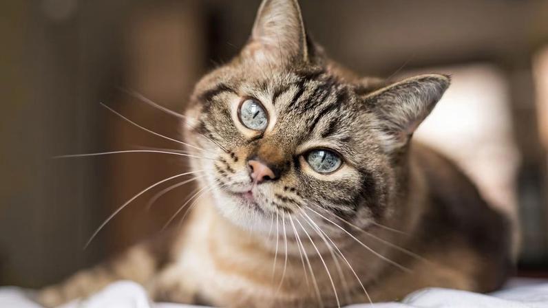 Manter o gato em casa pode prolongar sua vida, aponta estudo