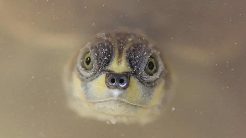 Ruído nas vias da Amazônia ameaça vida social de tartarugas gigantes