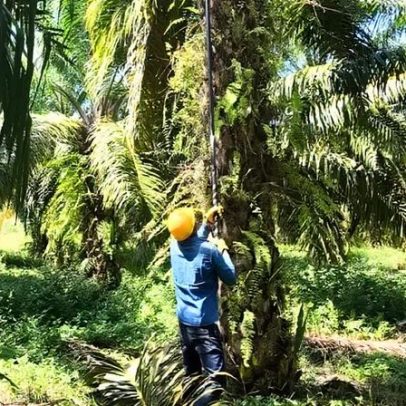 Da Coca À Palma: Pequenos Produtores do Sul da Colômbia Mudam de Vida