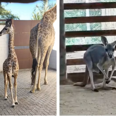 Filhotes de girafa e canguru-vermelho nascem em zoológico de Cotia e viram nova atração