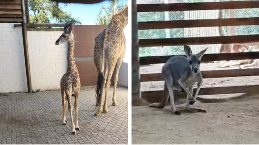 Filhotes de girafa e canguru-vermelho nascem em zoológico de Cotia e viram nova atração