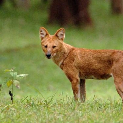 Cachorro-selvagem asiático avistado no Vietnã pela primeira vez em 20 anos