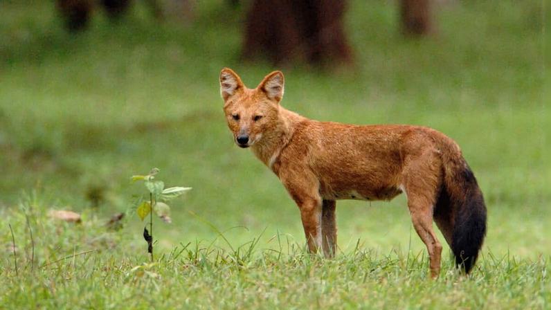 Cachorro-selvagem asiático avistado no Vietnã pela primeira vez em 20 anos