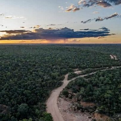 Cerrado ameaçado, mas essencial à biodiversidade e à água no Brasil