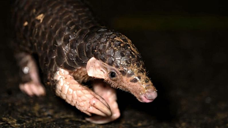 Pangolins are one of the most in-demand wildlife in Asia, used in traditional Chinese medicine preparations. After Chinese pangolins plummeted by about 90% in the 2000s, traffickers shifted to African species.