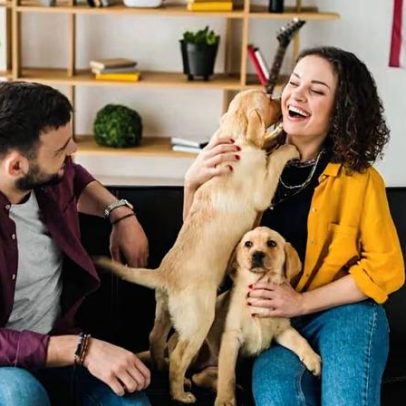Por que cães foram fáceis de domesticar: fatores evolutivos e sociais