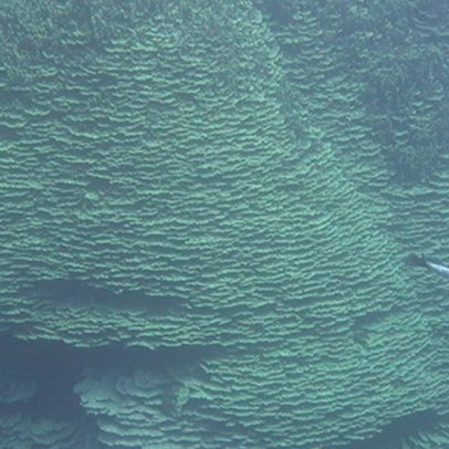 Coral gigante de 1.300 m² e 2.000 anos impressiona cientistas