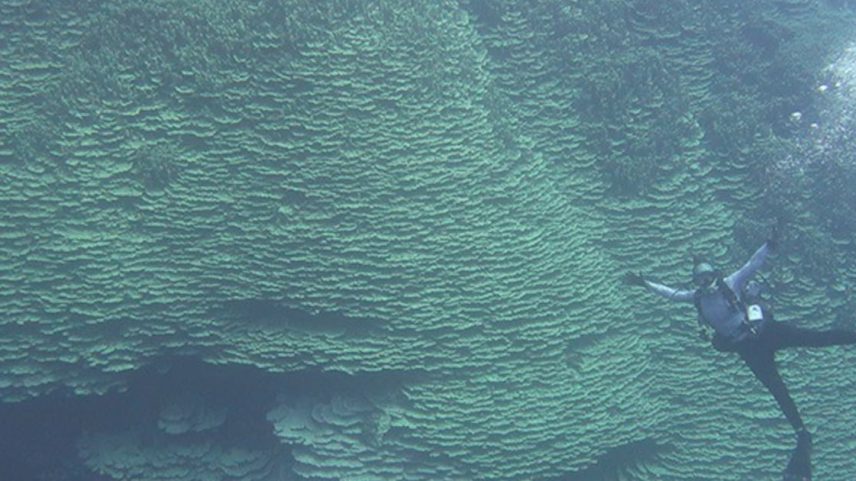Mergulhador em um coral gigante nas Ilhas Marianas