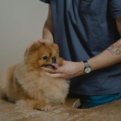 Check-up veterinário: quando fazer e por que pode salvar a vida do pet