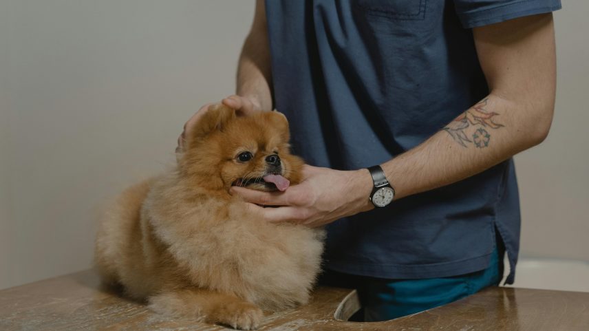 Check-up veterinário: quando fazer e por que pode salvar a vida do pet